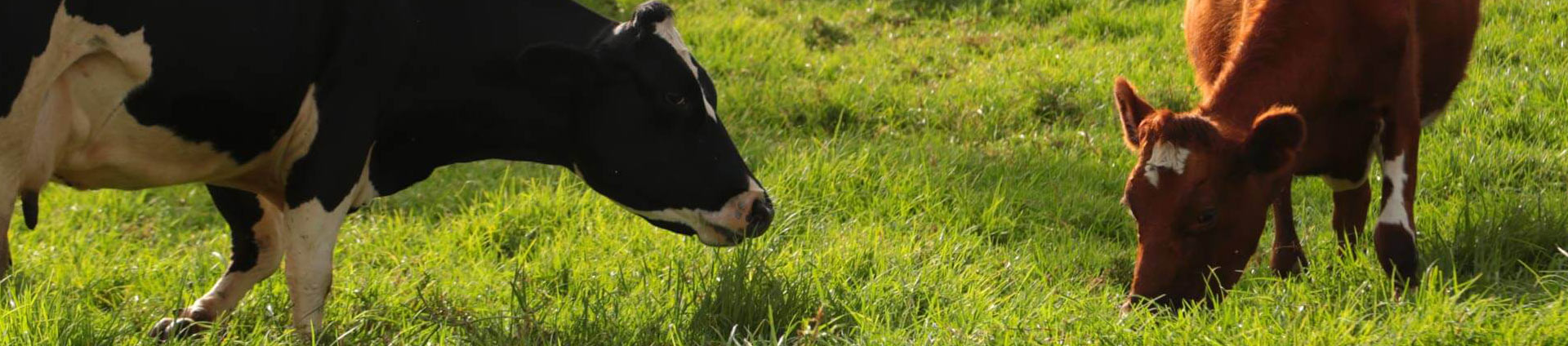 Mejoramiento genético para vacas