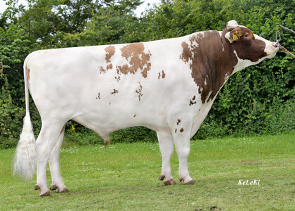 Holstein Rojo Effektiv